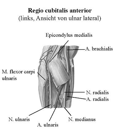 Regio cubitalis anterior (links, Ansicht von ulnar lateral)