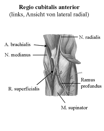 Regio cubitalis anterior (links, Ansicht von lateral radial)
